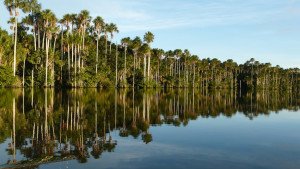 sandoval lake in puerto maldonado